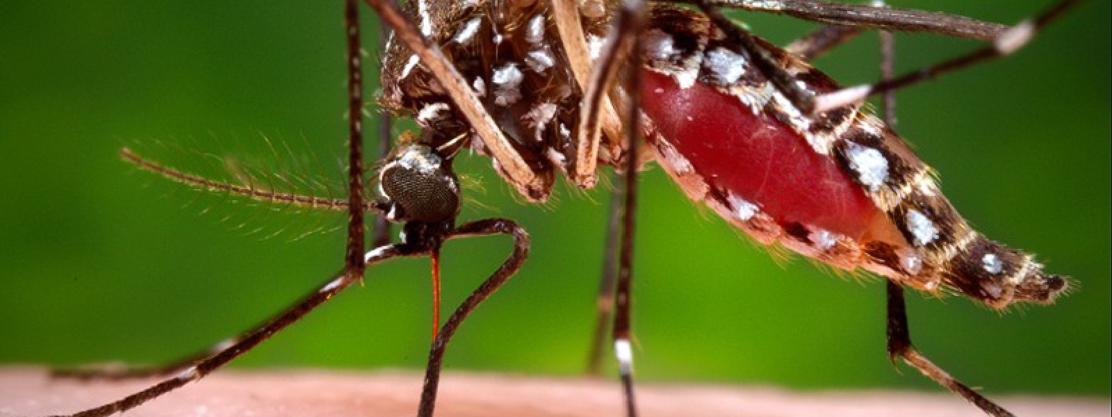 Regional committees for dengue control